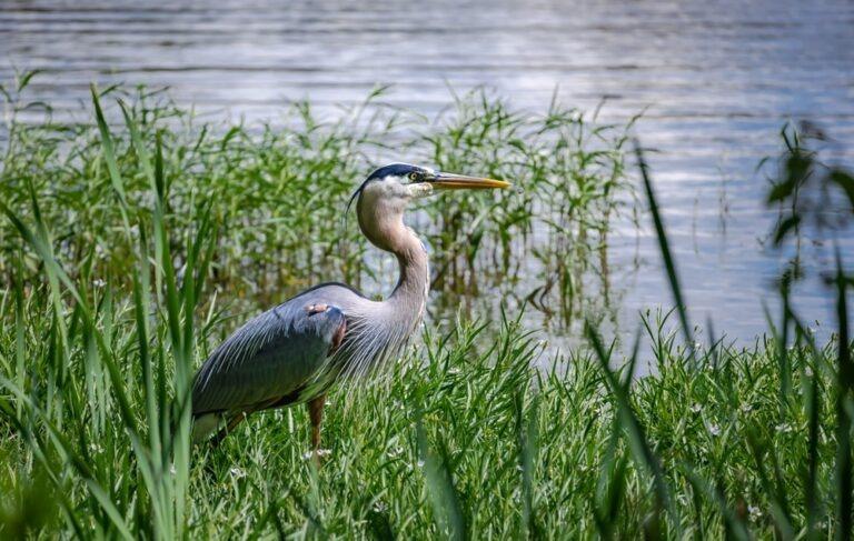 Great Blue Heron